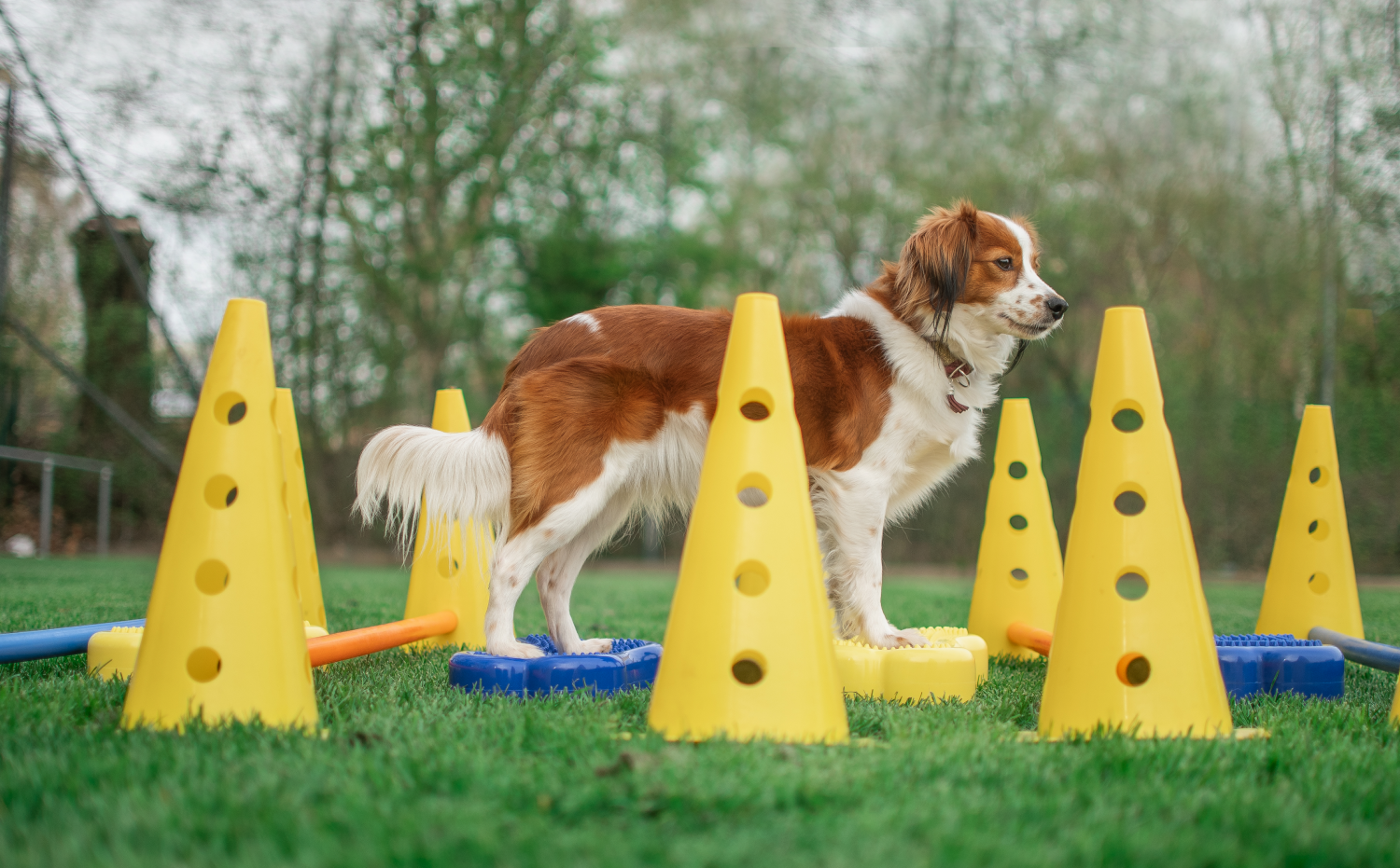 Proprioception canine : guide complet et idées d'exercices - Cynotopia
