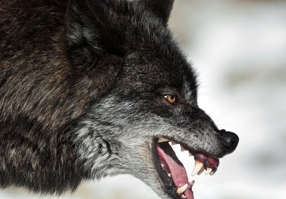 Snarling black wolf in winter.