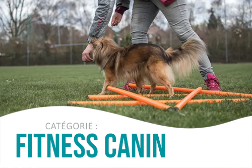 Catégorie Fitness Canin