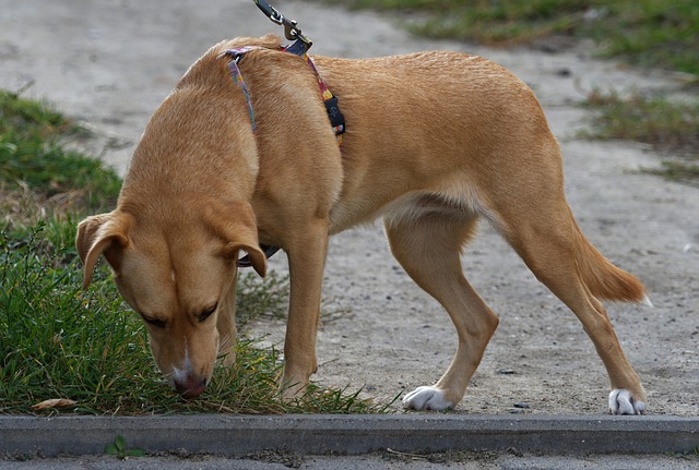 Un chien en train de renifler les odeurs laissées par un congénère
