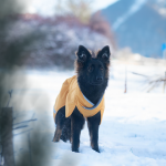 Manteau pour chien SadePommpa sur un berger allemand